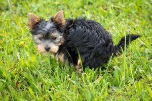 Yorkshire Terrier Puppy Pooping